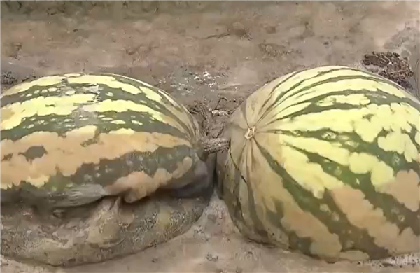 強(qiáng)降水致大量減產(chǎn)：韓國單個西瓜可能漲價至200元人民幣