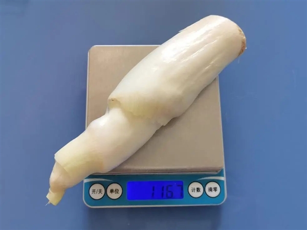 現(xiàn)在正上市！它是蔬菜界的“水中參” 很多北方人都沒(méi)吃過(guò)