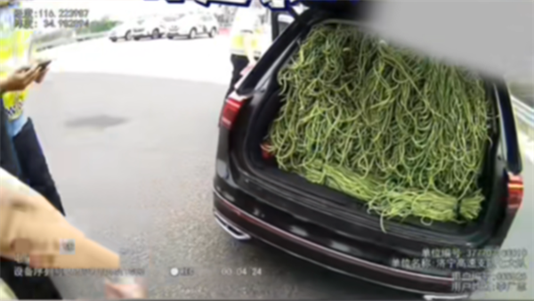 山東一大眾SUV塞滿豆角太壯觀 網(wǎng)友：果然是豆橛子大省