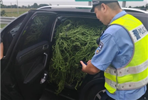 山東一大眾SUV塞滿豆角太壯觀 網(wǎng)友：果然是豆橛子大省