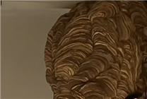 貴州一戶人家驚現(xiàn)籃球大馬蜂窩 一直住人竟沒發(fā)現(xiàn)