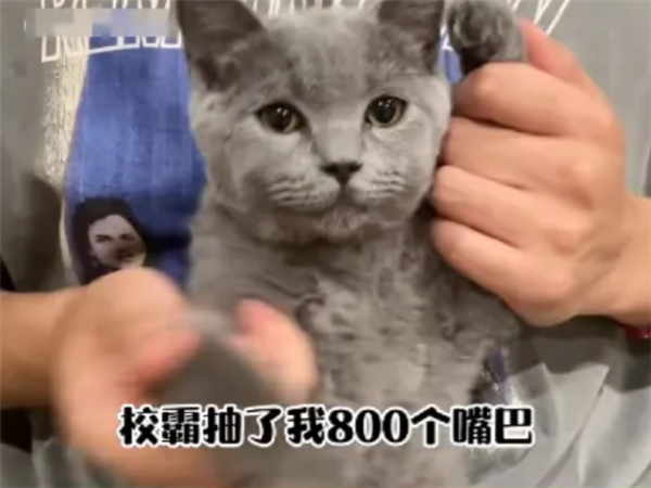 校霸抽了我800個嘴巴子？微信整治擺拍校園霸凌“玩?！币曨l