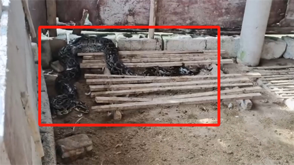 3米長(zhǎng)巨蟒潛入農(nóng)民雞舍吞食一只鴨子 吃飽后休息被一招生擒