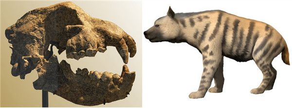 人類曾是成功的腐食者：你的胃酸可以證明