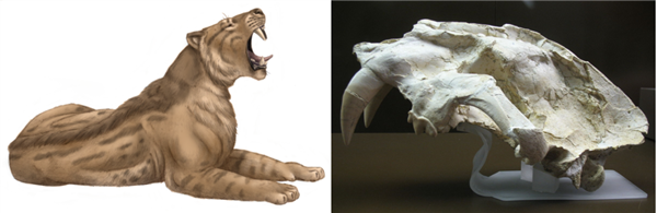 人類曾是成功的腐食者：你的胃酸可以證明