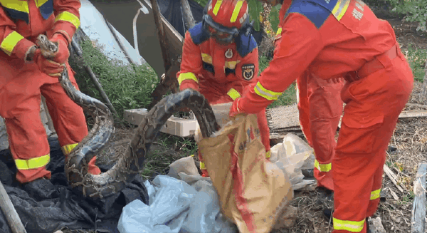 福建一豬圈意外變蛇窩 巨蟒下了一堆蛇蛋