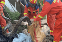 福建一豬圈意外變蛇窩 巨蟒下了一堆蛇蛋