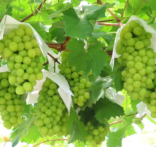 水果自由了！淘工廠產(chǎn)地直銷：陽光玫瑰5斤34.9元、軟籽石榴4.5斤20.9元