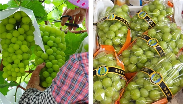 水果自由了！淘工廠產(chǎn)地直銷：陽光玫瑰5斤34.9元、軟籽石榴4.5斤20.9元