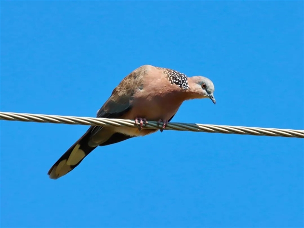 幾根樹(shù)枝就當(dāng)窩、還“隨地大小蛋”！這鳥(niǎo)也太“擺爛”了