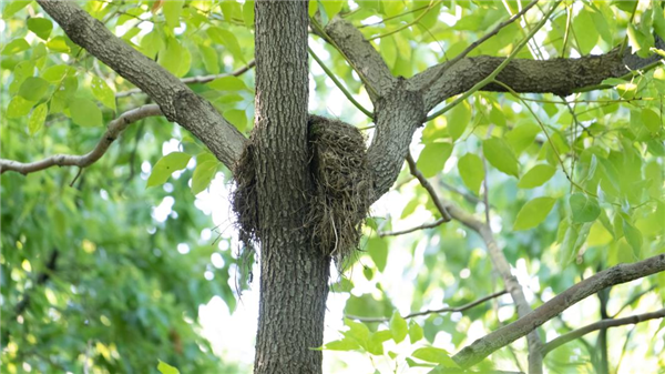幾根樹(shù)枝就當(dāng)窩、還“隨地大小蛋”！這鳥(niǎo)也太“擺爛”了