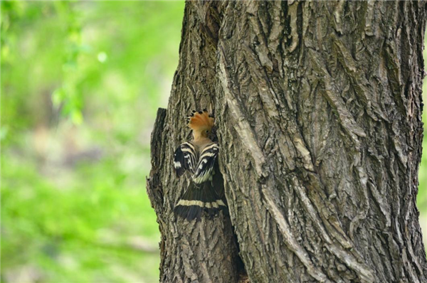 幾根樹(shù)枝就當(dāng)窩、還“隨地大小蛋”！這鳥(niǎo)也太“擺爛”了