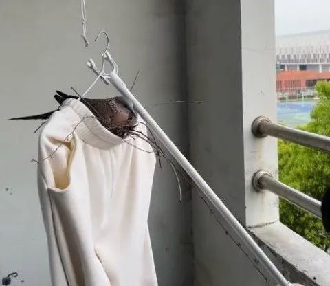 幾根樹(shù)枝就當(dāng)窩、還“隨地大小蛋”！這鳥(niǎo)也太“擺爛”了