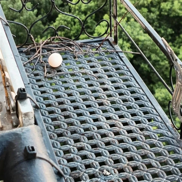 幾根樹(shù)枝就當(dāng)窩、還“隨地大小蛋”！這鳥(niǎo)也太“擺爛”了