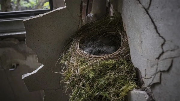 幾根樹(shù)枝就當(dāng)窩、還“隨地大小蛋”！這鳥(niǎo)也太“擺爛”了