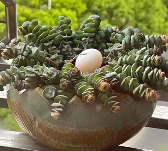 幾根樹(shù)枝就當(dāng)窩、還“隨地大小蛋”！這鳥(niǎo)也太“擺爛”了