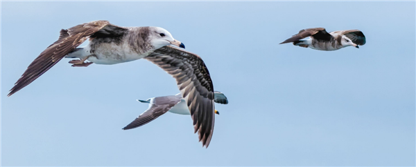 這個(gè)十一帶上華為Pura 70系列去旅行：衛(wèi)星通信+出境易+天際通 出游暢行無阻