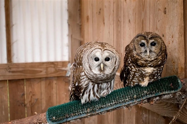 搶完地盤搶伴侶！美國怒殺45萬只外來貓頭鷹