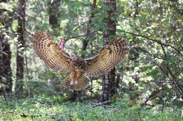 搶完地盤搶伴侶！美國怒殺45萬只外來貓頭鷹