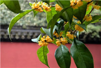 今年桂花開得好晚啊 是什么異象怪兆嗎