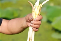 新疆的海鮮、甘肅的蝦 農(nóng)業(yè)大摸底太精彩了