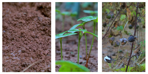 消失三年 復出還是頂流！李子柒為何無法替代