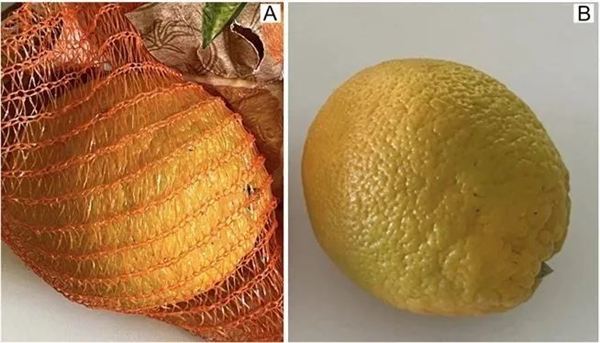 搞笑諾獎(jiǎng)已經(jīng)過氣了 整活還得看我們菠蘿科學(xué)獎(jiǎng)！