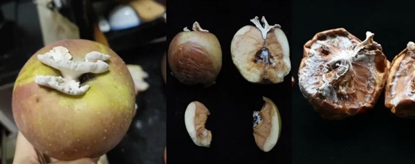 搞笑諾獎(jiǎng)已經(jīng)過氣了 整活還得看我們菠蘿科學(xué)獎(jiǎng)！