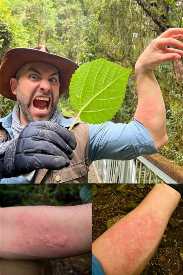 長滿毛刺還有毒的蕁麻：一小哥愣是30分鐘生吃35米