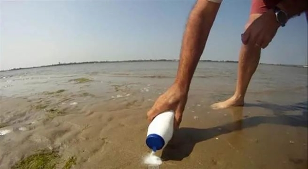 蟶子在泥沙中挖掘過程有點邪惡 這種美食有著極強的防御