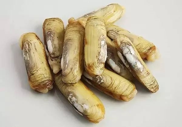 蟶子在泥沙中挖掘過程有點邪惡 這種美食有著極強的防御