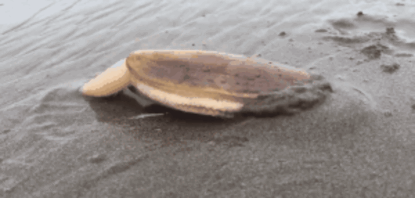 蟶子在泥沙中挖掘過程有點邪惡 這種美食有著極強的防御