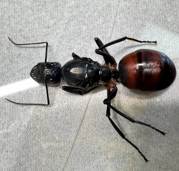 海關查獲6只巨人恐蟻 世界大螞蟻 可噴酸傷人