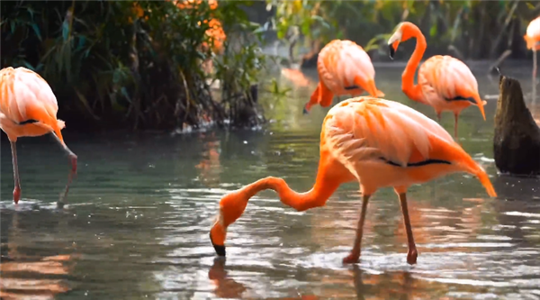 力壓Sora！谷歌第二代AI視頻生成模型Veo 2發(fā)布：分辨率可達(dá)4K