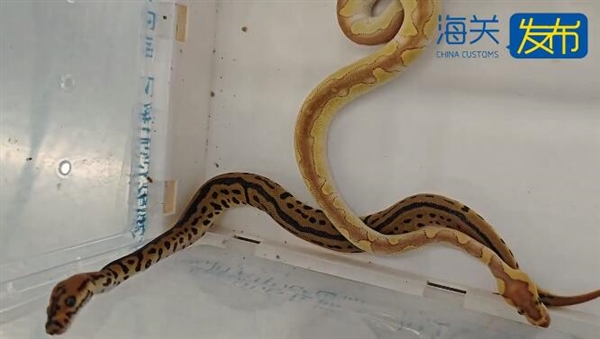 胸口睡大蛇 4名女子身藏8條瀕危蟒蛇進(jìn)境被查