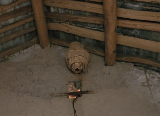 安徽農(nóng)戶家驚現(xiàn)50厘米巨型馬蜂窩 大如“水桶”