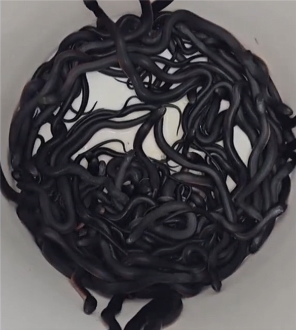 澳大利亞一戶人家后院發(fā)現(xiàn)102條毒蛇：明年還來產(chǎn)卵