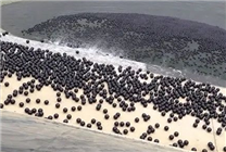 有什么用 美國在洛杉磯大水庫中投放9600萬個黑色小球