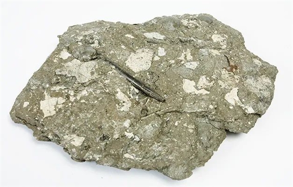 男子撿到6600萬年前的嘔吐物化石：科學(xué)家發(fā)現(xiàn)史前尷尬趣事