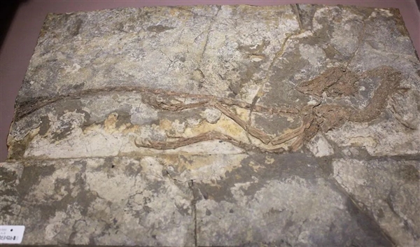 男子撿到6600萬年前的嘔吐物化石：科學(xué)家發(fā)現(xiàn)史前尷尬趣事