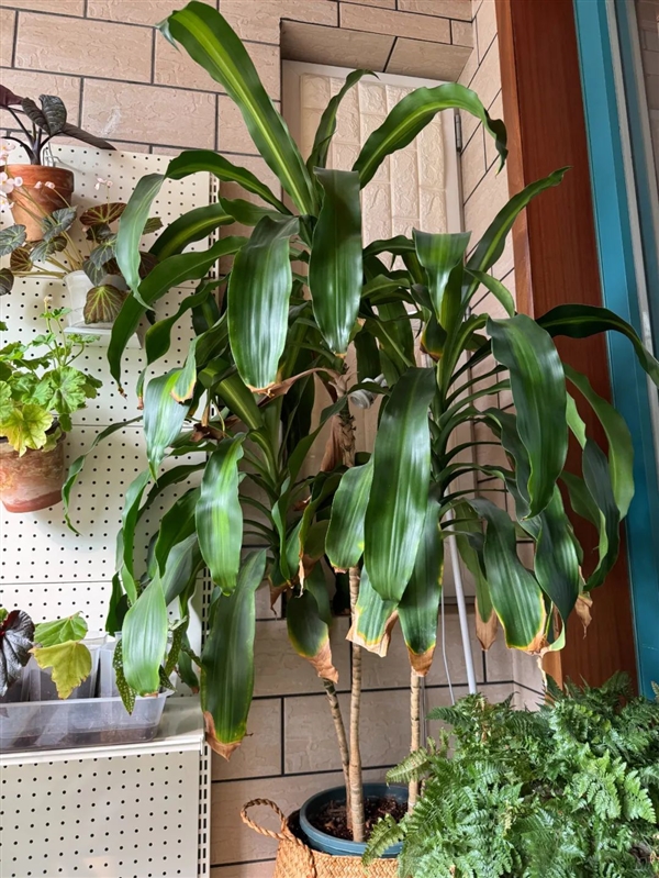 一件超小事：做完在家中就能體會(huì)露營的快樂！