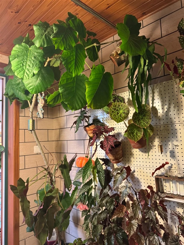 一件超小事：做完在家中就能體會(huì)露營的快樂！