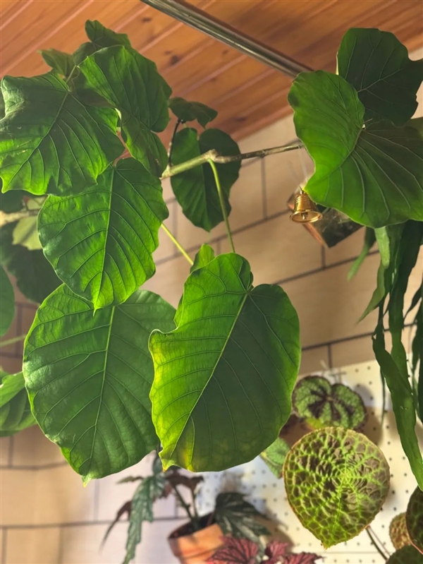 一件超小事：做完在家中就能體會(huì)露營的快樂！