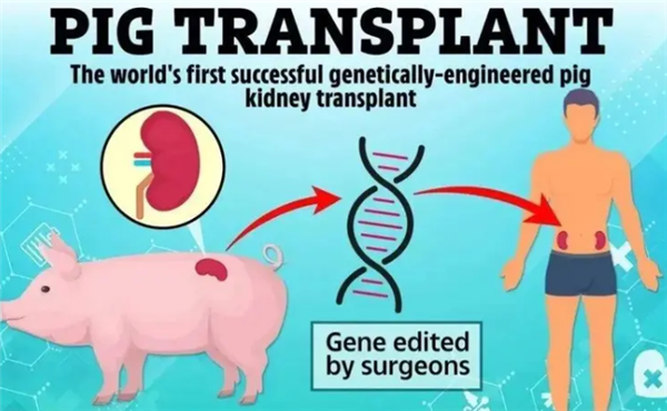 創(chuàng)異種移植新紀錄！美國男子體內移植豬腎生存271天